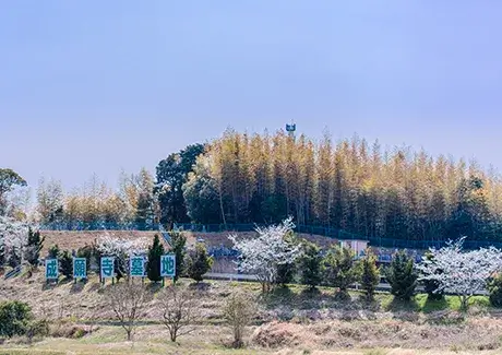 成願寺墓地の写真3