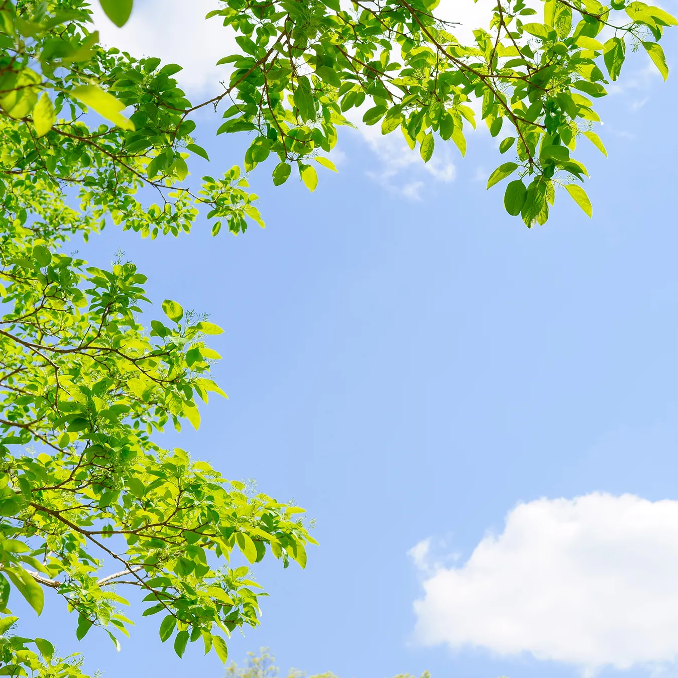 樹木葬のイメージ